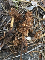 Pedicularis semibarbata