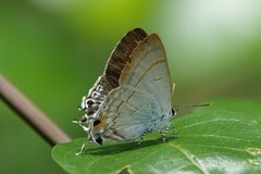 Hypolycaena erylus
