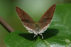 Hypolycaena erylus