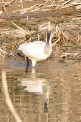 Platalea leucorodia