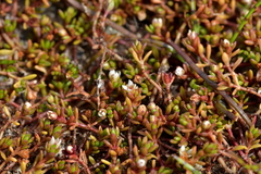 Crassula sinclairii