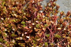 Crassula sinclairii