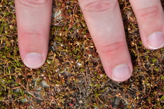 Crassula sinclairii