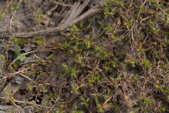Myriophyllum triphyllum