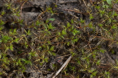 Myriophyllum triphyllum