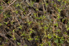 Myriophyllum triphyllum