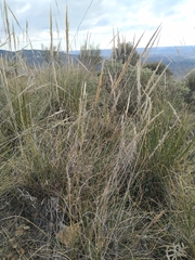 Macrochloa tenacissima