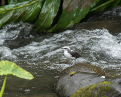 Cinclus leucocephalus