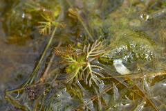 Myriophyllum triphyllum