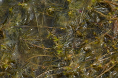 Myriophyllum triphyllum