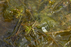 Myriophyllum triphyllum