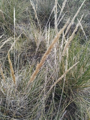 Macrochloa tenacissima