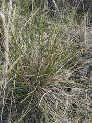 Macrochloa tenacissima