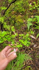 Helichrysum lanceolatum
