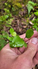 Helichrysum lanceolatum
