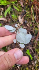 Helichrysum lanceolatum