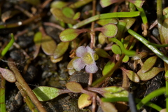 Glossostigma