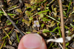 Glossostigma