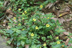 Erythranthe szechuanensis