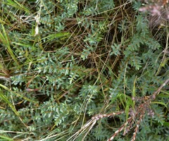 Pimelea prostrata