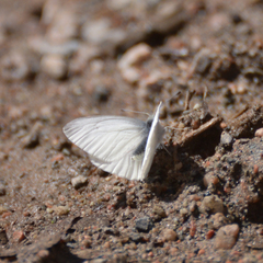 Pieris virginiensis