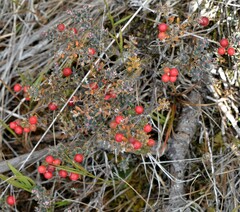 Acrothamnus colensoi