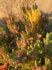 Limbarda crithmoides