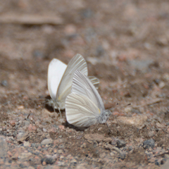 Pieris virginiensis