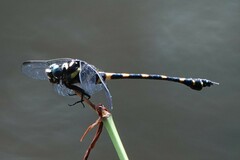 Ictinogomphus decoratus