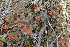 Acrothamnus colensoi