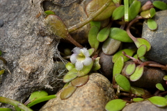 Glossostigma