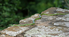 Philothamnus semivariegatus