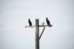 Phalacrocorax carbo sinensis
