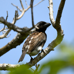 Stactolaema leucotis