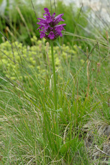 Betonica hirsuta