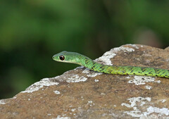 Philothamnus semivariegatus