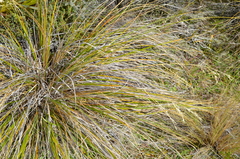 Chionochloa