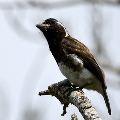 Stactolaema leucotis