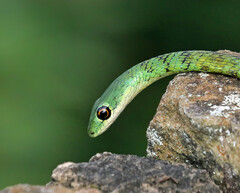 Philothamnus semivariegatus