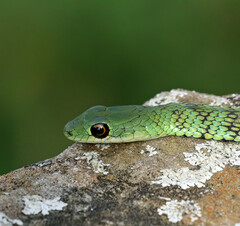 Philothamnus semivariegatus