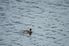 Tachybaptus ruficollis poggei