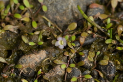 Glossostigma