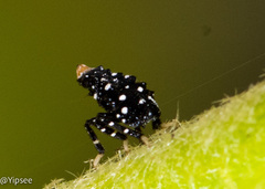 Kalidasa lanata
