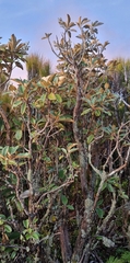 Brachyglottis elaeagnifolia