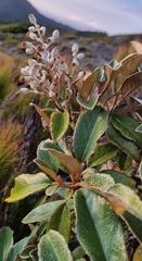 Brachyglottis elaeagnifolia