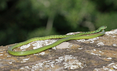 Philothamnus semivariegatus