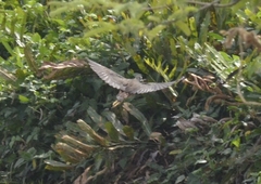 Amaurornis phoenicurus