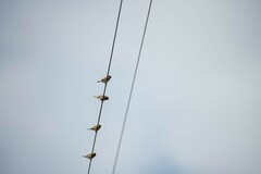 Lonchura punctulata topela