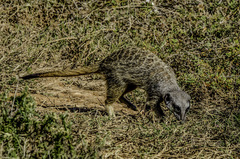 Suricata suricatta