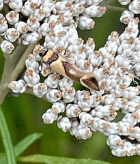 Macrobathra chrysotoxa